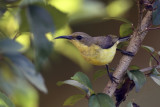 Copper-throated Sunbird - female