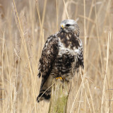 Birds of the Netherlands