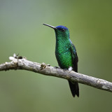 Indigo-capped Hummingbird