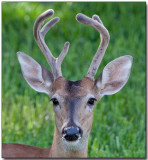 White Tailed Deer - New Antlers