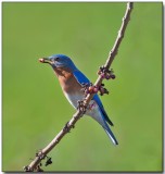 Eastern Bluebird