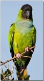 Nanday Parakeet.jpg