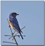 Eastern Bluebird.jpg