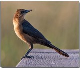 Boattailed Grackle - female.jpg