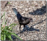 Bronzed Cowbird.jpg