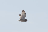 Hibou des marais Short-eared Owl