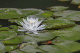 Gibbs Gardens