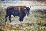 Yellowstone Bison