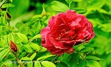 Red Rose_0000.jpg