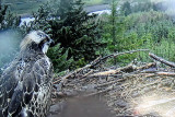 Osprey nest