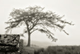 Tree in the Mist