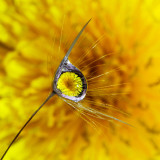 Waterdrop in Dandelion Seedhead