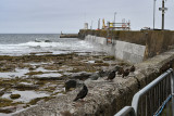 Seahouses