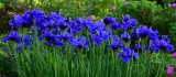 Blue iris