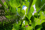 Plantain lily  (Hosta undulata)