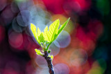 Common fig (Ficus carica)