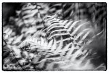 Fern