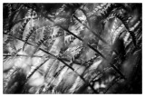 Fern