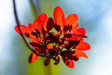 European smoketree (Cotinus coggygria) Rubrifolius