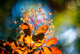 European smoketree (Cotinus coggygria) Rubrifolius