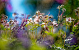 Bigroot Geranium (Geranium macrorrhizum)