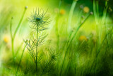 Love-in-a-mist (Nigella damascena)