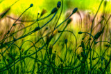 Piece of turf III