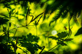 Greater celandine (Chelidonium majus)