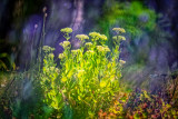 Orpine (Sedum telephium) and a hint of lavender