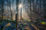 Between trees I