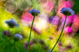 Sea thrift (Armeria maritima)