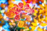 European smoketree (Cotinus coggygria) Rubrifolius