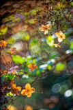 Climbing hydrangea (Hydrangea petiolaris)