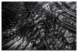 Fern