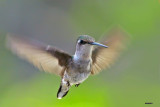 Colibri  gorge rubis mle juvnile.jpg