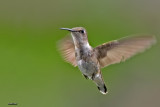 Colibri  gorge rubis mle juvnile.jpg