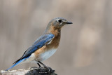 Merle bleu de lest femelle.jpg