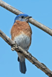Merle bleu de lest mle.jpg