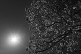 Sunstarks in Black and White