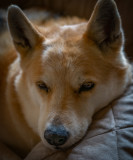 A Poem About Dogs