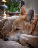 This Months Dog Photo Nap Time