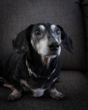 Senior Doxie