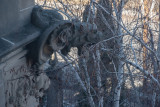 Gargoyle