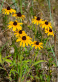 Summer Flowers