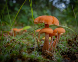 Fungi Cluster