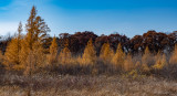 Tamaracks or Larch