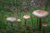 Mushrooms and Toadstalls