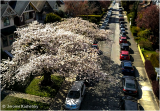 Cherry Blossoms - Vancouver, Canada