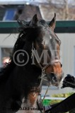 Cornway Fortuna5.jpg