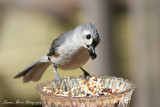 Tufted Titmouse